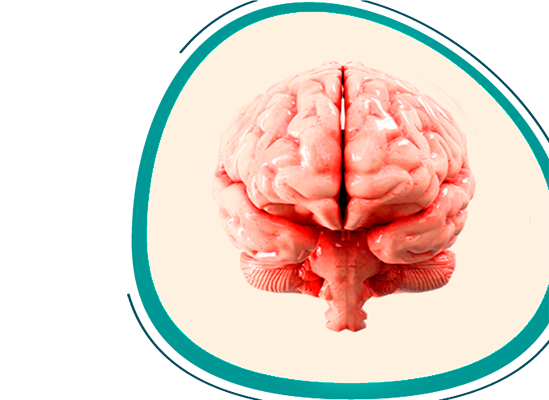 Neuropsicopedagogia - Profissional especializado